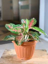 Rare Ornamental Plant